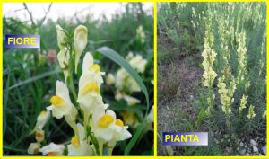 Linaria vulgaris.jpg